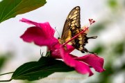 Monatsthema Insekten auf Blüten - Fotografin Jutta R. Buchwald