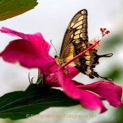 Monatsthema Insekten auf Blüten - Fotografin Jutta R. Buchwald