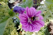 Monatsthema Insekten auf Blüten - Fotografin Jutta R. Buchwald