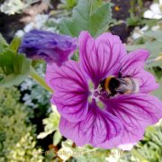 Monatsthema Insekten auf Blüten - Fotografin Jutta R. Buchwald