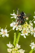 Monatsthema Insekten auf Blüten - Fotografin Jutta R. Buchwald
