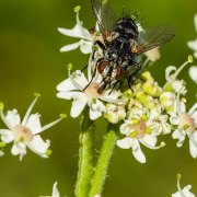 Monatsthema Insekten auf Blüten - Fotografin Jutta R. Buchwald