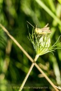 Monatsthema Insekten auf Blüten - Fotografin Jutta R. Buchwald
