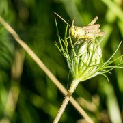Monatsthema Insekten auf Blüten - Fotografin Jutta R. Buchwald