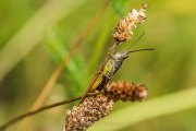 Monatsthema Insekten auf Blüten - Fotografin Jutta R. Buchwald