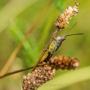 Monatsthema Insekten auf Blüten - Fotografin Jutta R. Buchwald