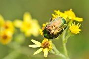 Monatsthema Insekten auf Blüten - Fotografin Jutta R. Buchwald