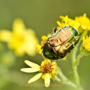 Monatsthema Insekten auf Blüten - Fotografin Jutta R. Buchwald