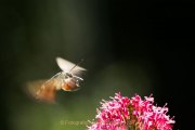 Monatsthema Insekten auf Blüten - Fotografin Jutta R. Buchwald