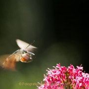 Monatsthema Insekten auf Blüten - Fotografin Jutta R. Buchwald