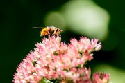 Monatsthema Insekten auf Blüten - Fotografin Jutta R. Buchwald