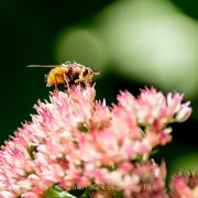 Monatsthema Insekten auf Blüten - Fotografin Jutta R. Buchwald