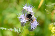 Monatsthema Insekten auf Blüten - Fotograf Olaf Kratge