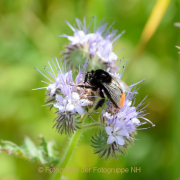 Monatsthema Insekten auf Blüten - Fotograf Olaf Kratge