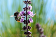 Monatsthema Insekten auf Blüten - Fotograf Olaf Kratge