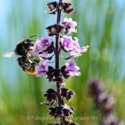 Monatsthema Insekten auf Blüten - Fotograf Olaf Kratge