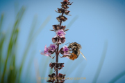 Monatsthema Insekten auf Blüten - Fotograf Olaf Kratge