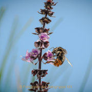 Monatsthema Insekten auf Blüten - Fotograf Olaf Kratge