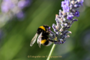Monatsthema Insekten auf Blüten - Fotograf Olaf Kratge