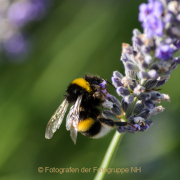 Monatsthema Insekten auf Blüten - Fotograf Olaf Kratge