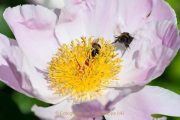 Monatsthema Insekten auf Blüten - Fotograf Olaf Kratge