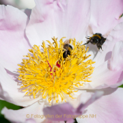 Monatsthema Insekten auf Blüten - Fotograf Olaf Kratge