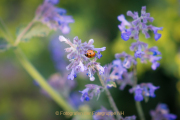 Monatsthema Insekten auf Blüten - Fotograf Olaf Kratge