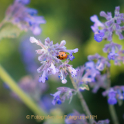 Monatsthema Insekten auf Blüten - Fotograf Olaf Kratge
