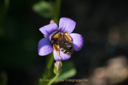 Monatsthema Insekten auf Blüten - Fotograf Olaf Kratge