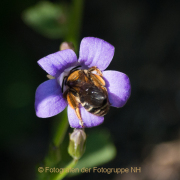 Monatsthema Insekten auf Blüten - Fotograf Olaf Kratge