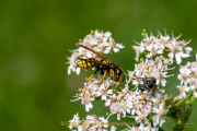 Monatsthema Insekten auf Blüten - Fotograf Clemens Schnitzler