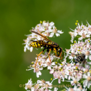 Monatsthema Insekten auf Blüten - Fotograf Clemens Schnitzler