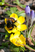 Monatsthema Insekten auf Blüten - Fotograf Clemens Schnitzler