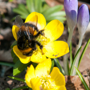 Monatsthema Insekten auf Blüten - Fotograf Clemens Schnitzler