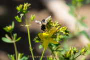 Monatsthema Insekten auf Blüten - Fotograf Clemens Schnitzler