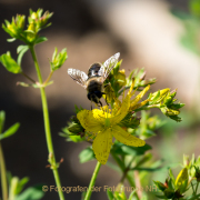 Monatsthema Insekten auf Blüten - Fotograf Clemens Schnitzler