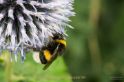 Monatsthema Insekten auf Blüten - Fotograf Clemens Schnitzler