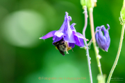 Monatsthema Insekten auf Blüten - Fotograf Clemens Schnitzler