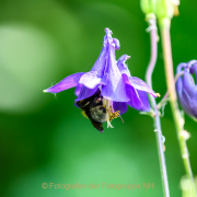 Monatsthema Insekten auf Blüten - Fotograf Clemens Schnitzler