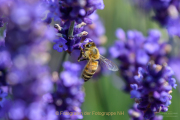 Monatsthema Insekten auf Blüten - Fotograf Clemens Schnitzler