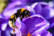 Monatsthema Insekten auf Blüten - Fotograf Clemens Schnitzler