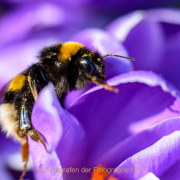 Monatsthema Insekten auf Blüten - Fotograf Clemens Schnitzler