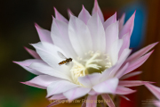 Monatsthema Insekten auf Blüten - Fotograf Clemens Schnitzler