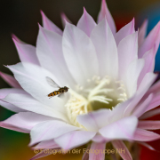 Monatsthema Insekten auf Blüten - Fotograf Clemens Schnitzler