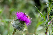 Monatsthema Insekten auf Blüten - Fotograf Clemens Schnitzler