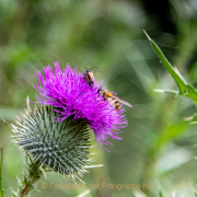 Monatsthema Insekten auf Blüten - Fotograf Clemens Schnitzler
