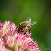 Monatsthema Insekten auf Blüten - Fotograf Clemens Schnitzler