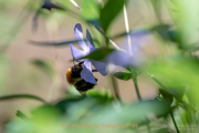 Monatsthema Insekten auf Blüten - Fotograf Clemens Schnitzler