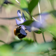 Monatsthema Insekten auf Blüten - Fotograf Clemens Schnitzler
