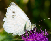 Monatsthema Insekten auf Blüten - Fotograf Henry Mann